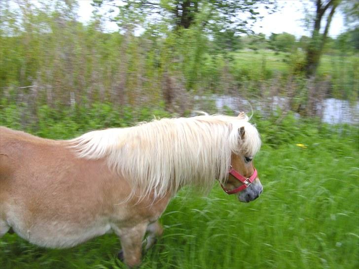 Shetlænder Felix  billede 11