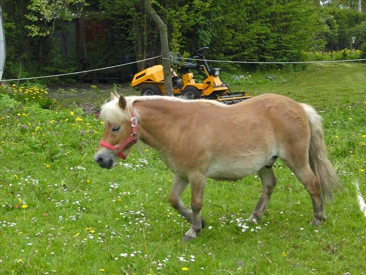 Shetlænder Felix  billede 12