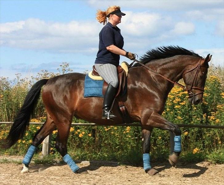 Oldenborg Union Fighter af Farmer - Sommer 2010 foto: Marlene A billede 13