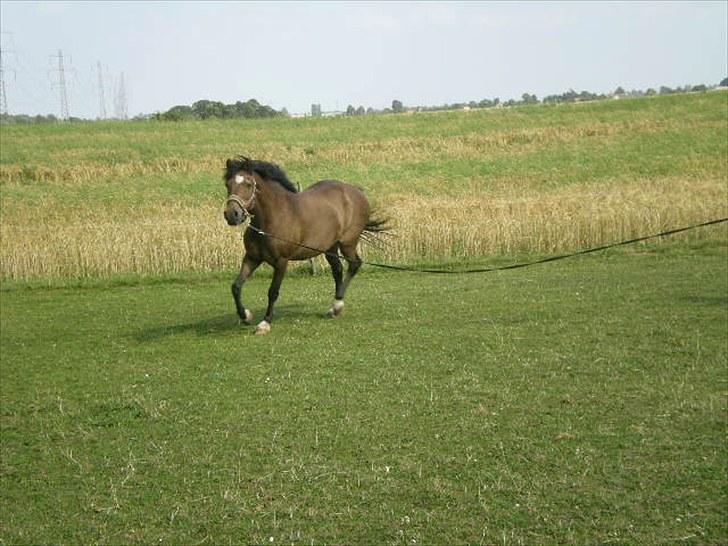 New Forest Strandgårdens Peace - Og wupti, så blev han rigtig fin billede 9