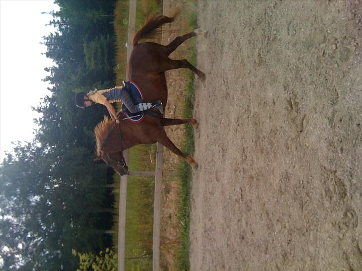 New Forest Prescott Gambler - en dejlig galop på en dejlig ponz! billede 6