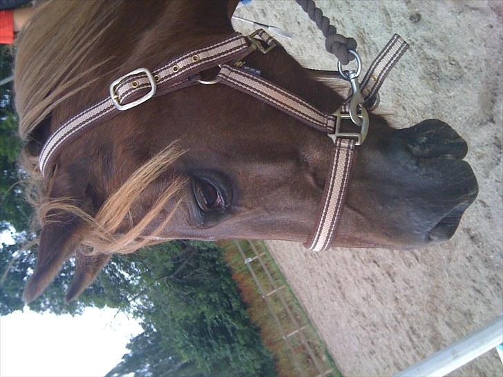 New Forest Prescott Gambler billede 10