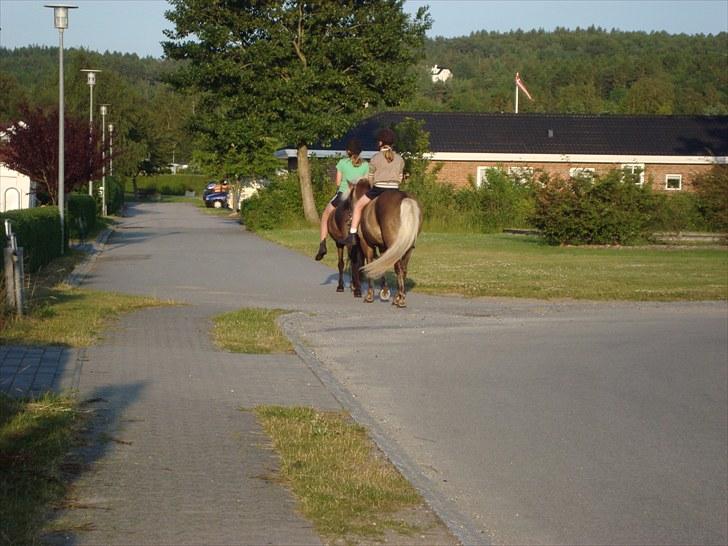 Islænder Hljód från Övernuttö - Hygge tur med Rikke. billede 9