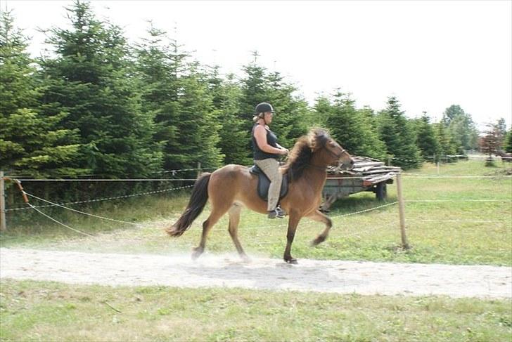 Islænder Rögnhroftur f L.Nørregård solgt  - #19 nyt. billede 16