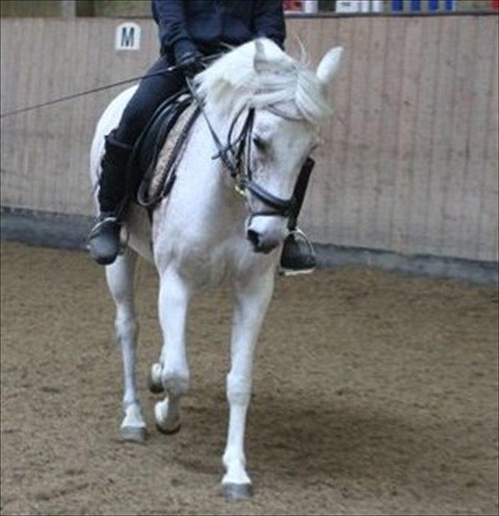 Anden særlig race Chapplin <3 Solgt :-( billede 4