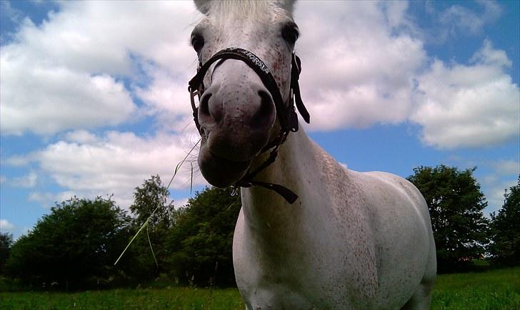 Anden særlig race Chapplin <3 Solgt :-( - på sommer fold i balderrup sammen med en hest som hed afruditte de var såå søde sammen!! billede 5