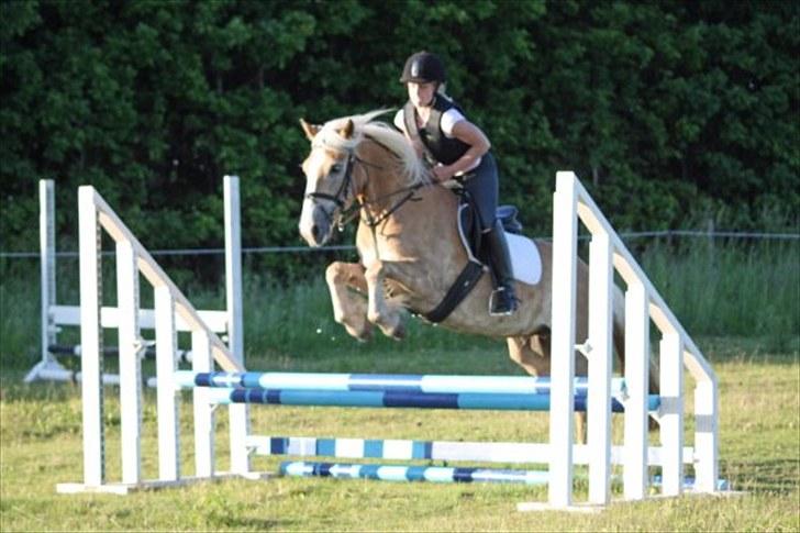 Haflinger Holly billede 1