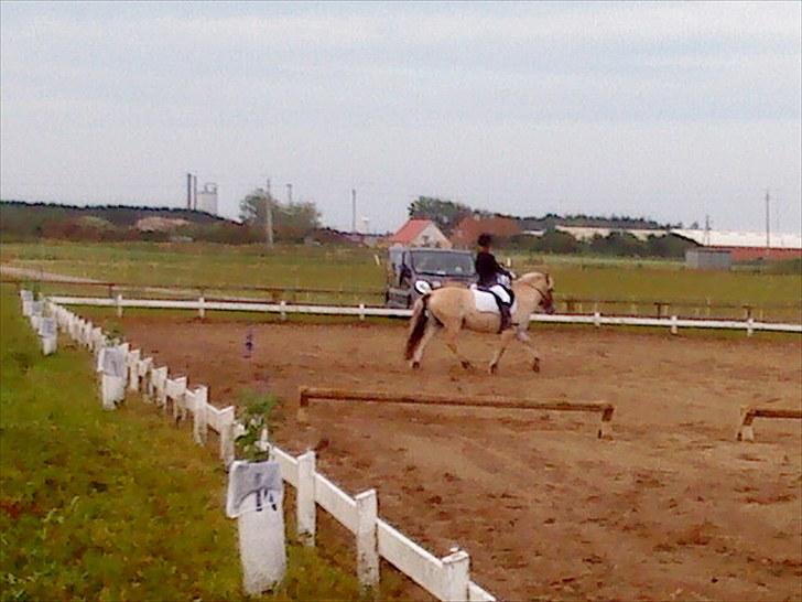 Fjordhest Rico *X-Part* - Regionsstævne ROM 2010 ~ Foto: Lotte R.N billede 8