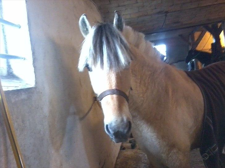 Fjordhest Rico *X-Part* - 03/04 - 2011 ~ Den sidste dag med Rico :´( Foto - Mig. billede 9