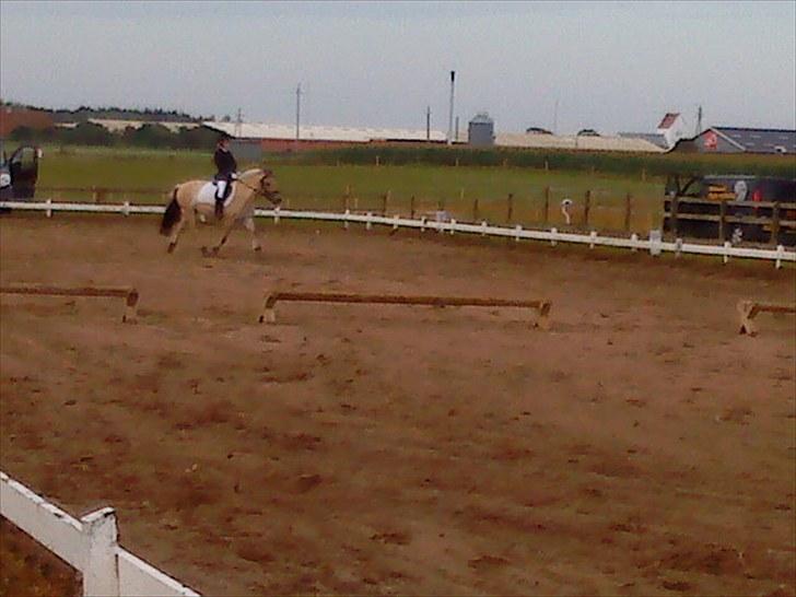 Fjordhest Rico *X-Part* - Regionsstævne ROM 2010 ~ Foto: Lotte R.N billede 10