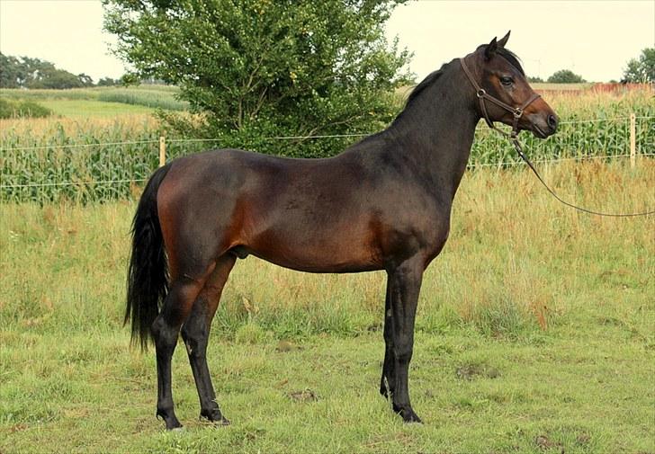 Arabisk fuldblod (OX) Felicio-B billede 1