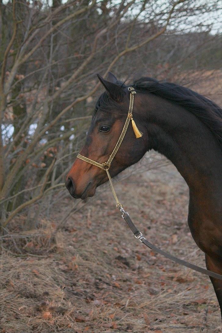 Arabisk fuldblod (OX) Felicio-B billede 4