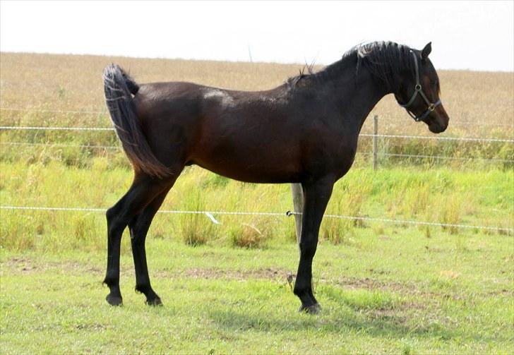 Arabisk fuldblod (OX) Felicio-B billede 5