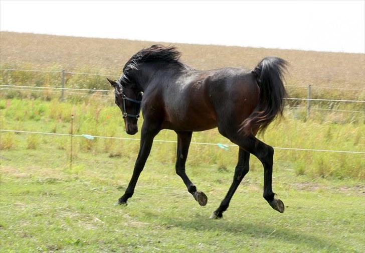 Arabisk fuldblod (OX) Felicio-B billede 7