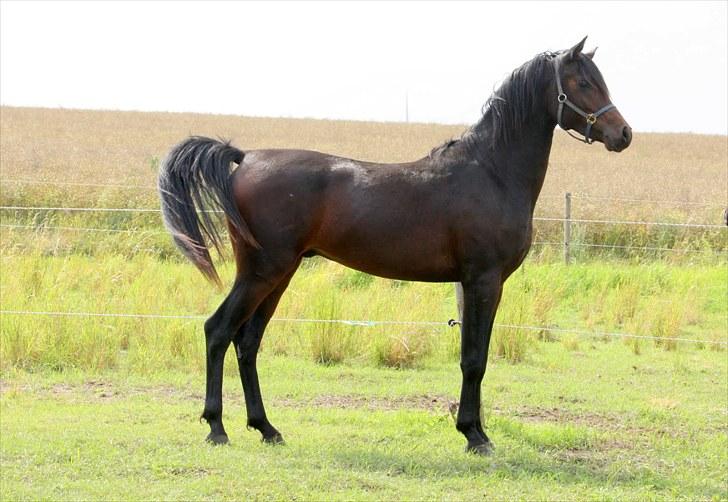 Arabisk fuldblod (OX) Felicio-B billede 9