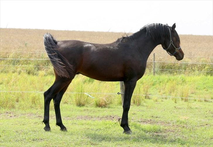 Arabisk fuldblod (OX) Felicio-B billede 10