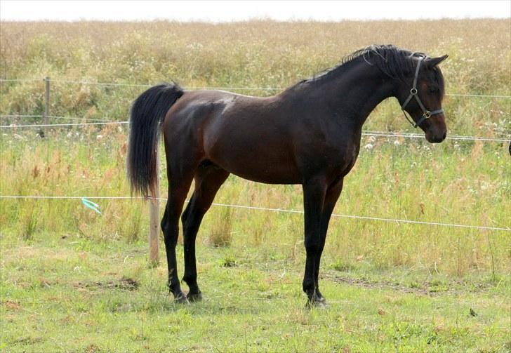 Arabisk fuldblod (OX) Felicio-B billede 12