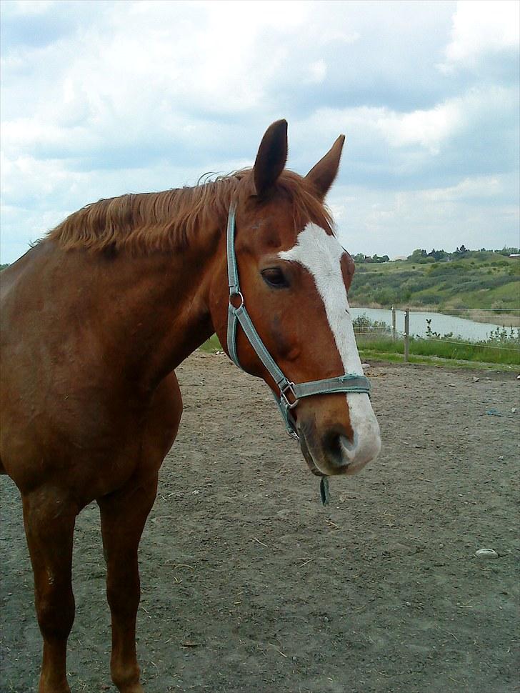 Frederiksborg Lasse Lykkebo :) ~ † R.I.P. † - Er du træt?
Gammelt billed :) billede 4