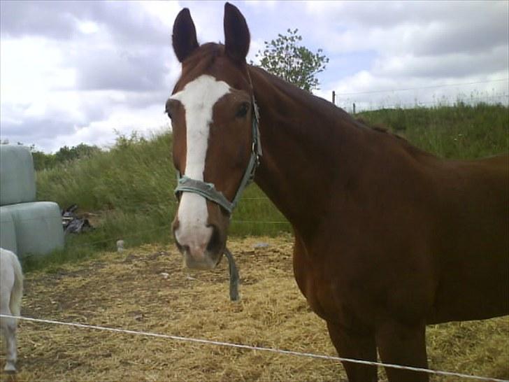 Frederiksborg Lasse Lykkebo :) ~ † R.I.P. † - På fold (:
Gammelt billed. billede 5