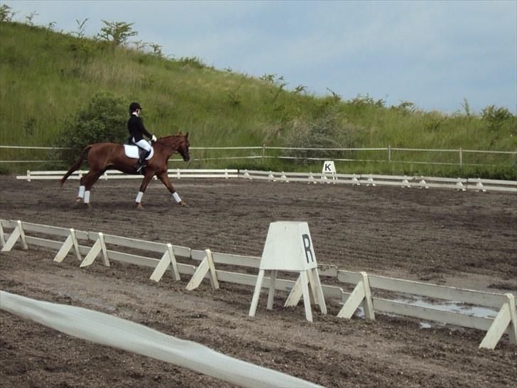 Frederiksborg Lasse Lykkebo :) ~ † R.I.P. † - Galopvolte i vores første stævne :) billede 6