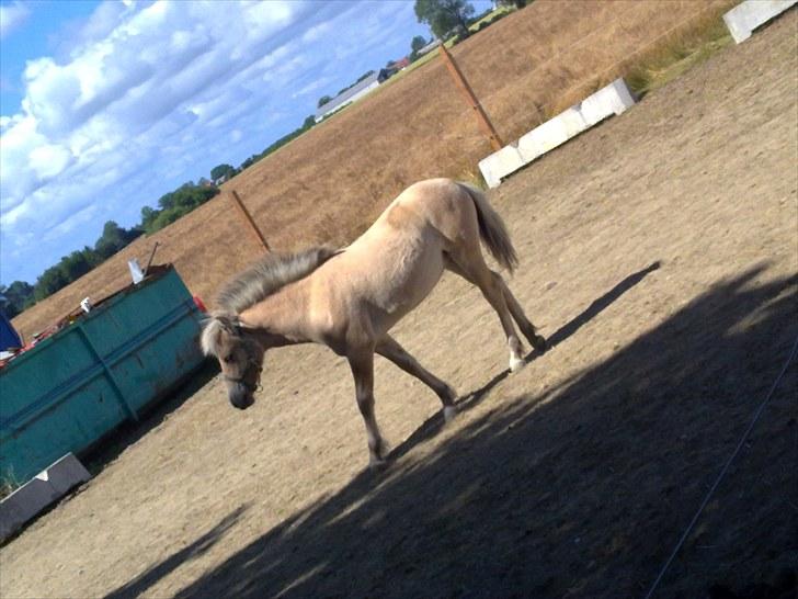 Fjordhest mercedes billede 1