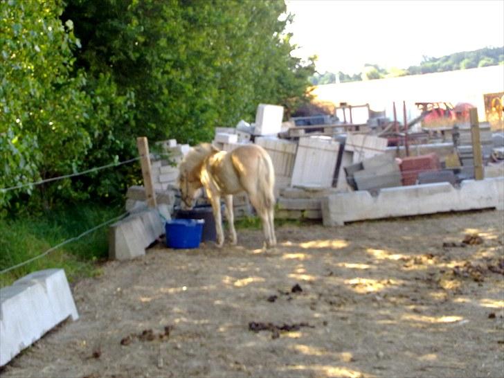 Fjordhest mercedes billede 2