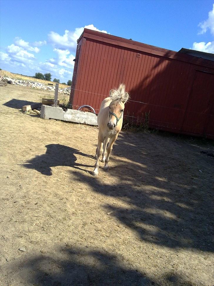 Fjordhest mercedes billede 3