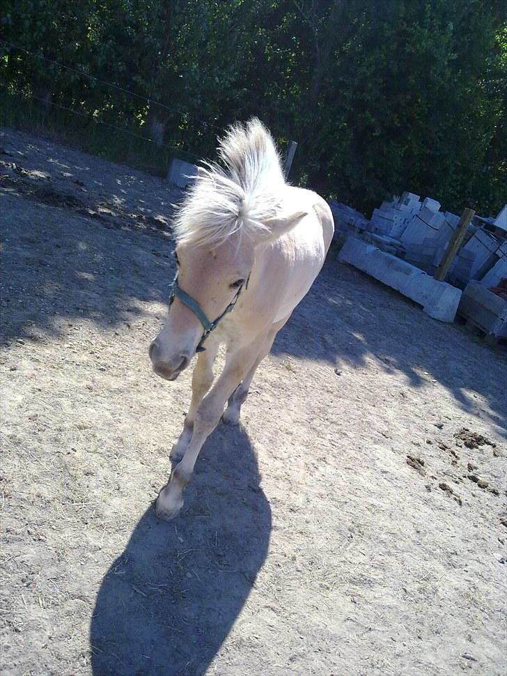 Fjordhest mercedes billede 4