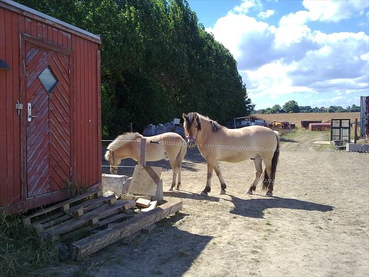 Fjordhest mercedes billede 5