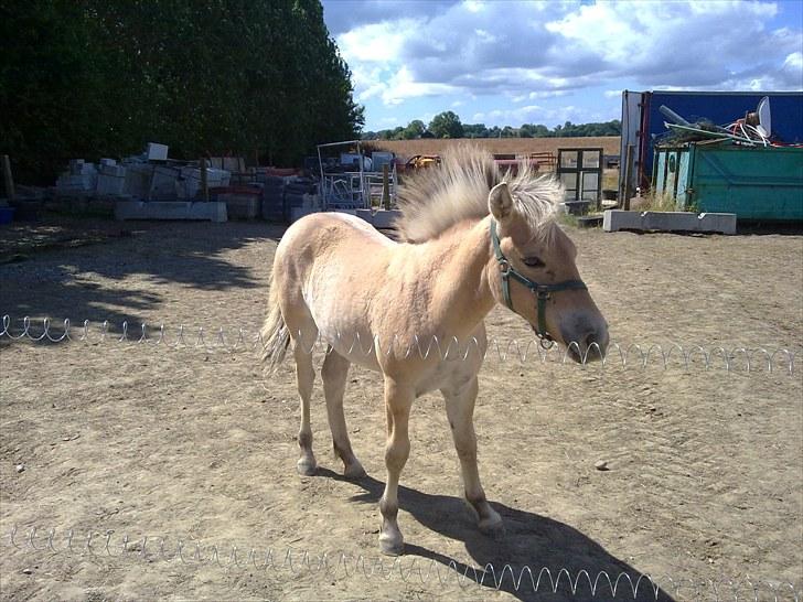 Fjordhest mercedes billede 6