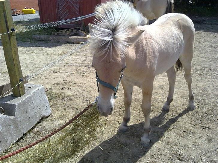 Fjordhest mercedes billede 7