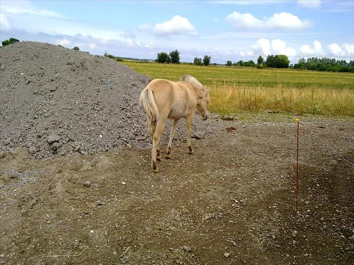 Fjordhest mercedes billede 8