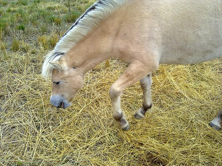 Fjordhest mercedes billede 9