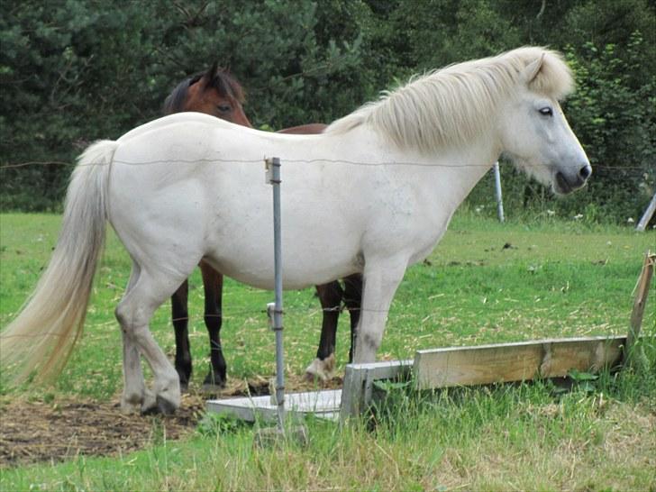 Islænder Tulle <3<3 - Velko0mmen til:) Tulle på fold kun få dage inden jeg begybdte at ride hende:D billede 1
