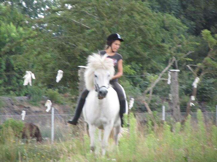 Islænder Tulle <3<3 - Tulle og mig uden sadel:) Hun havde gjordsår så jeg måtte ride hende uden sadel selv om at hun bukkede som en gal!! billede 2