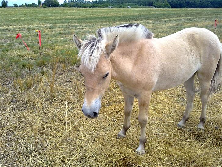 Fjordhest mercedes billede 10