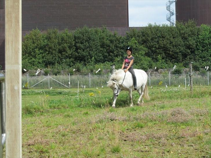 Islænder Tulle <3<3 - I trav uden sadel og tror hun er ved at bukke??:) billede 3