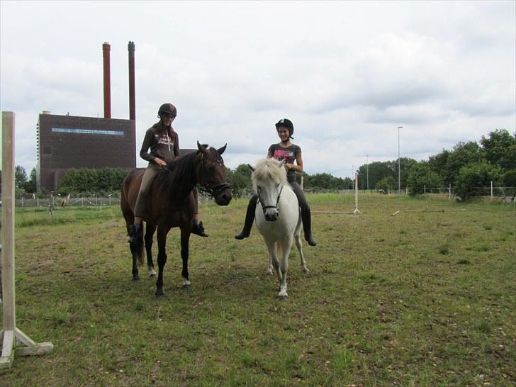 Islænder Tulle <3<3 - Neat og Cille og Tulle og mig:D billede 4