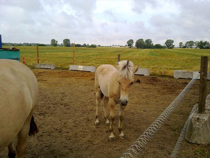 Fjordhest mercedes billede 11