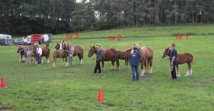 Schleswiger Enzo Toft - Føl og plagskue 13-08-2010 billede 20