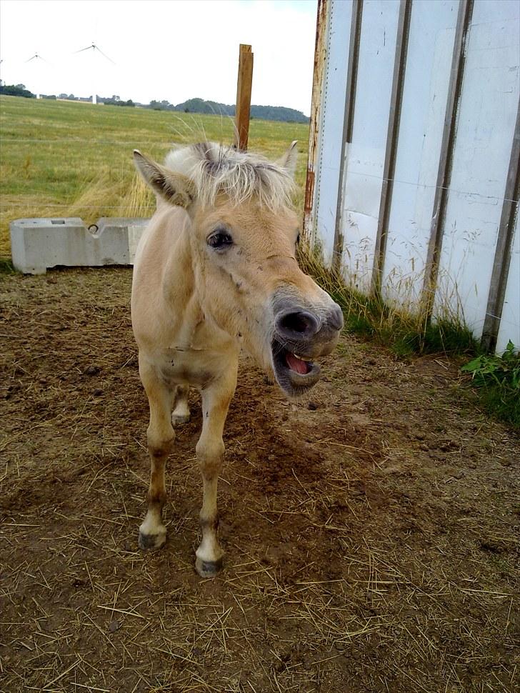 Fjordhest mercedes billede 12