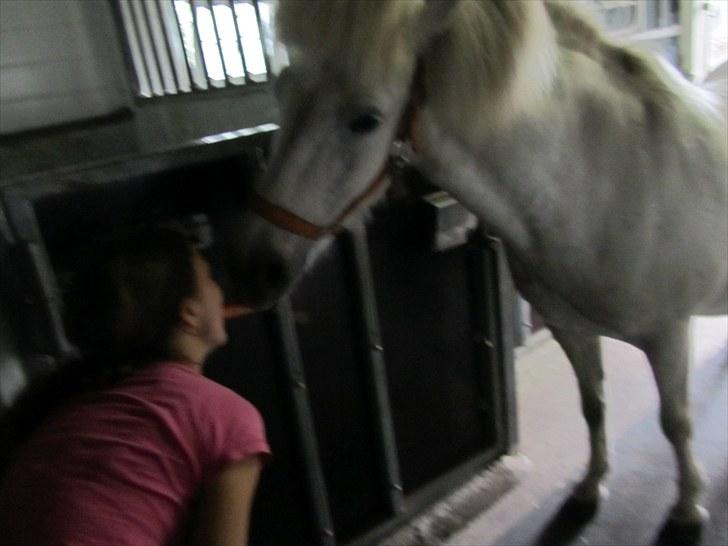 Islænder Tulle <3<3 - Lidt utødligt men Tulle og mig som deler gulerod:D  billede 5