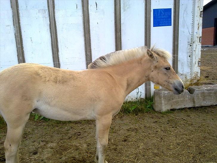 Fjordhest mercedes billede 13