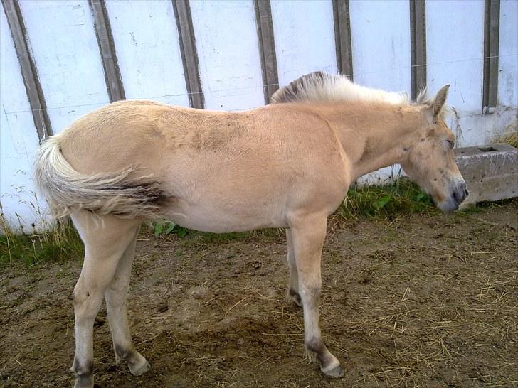 Fjordhest mercedes billede 14
