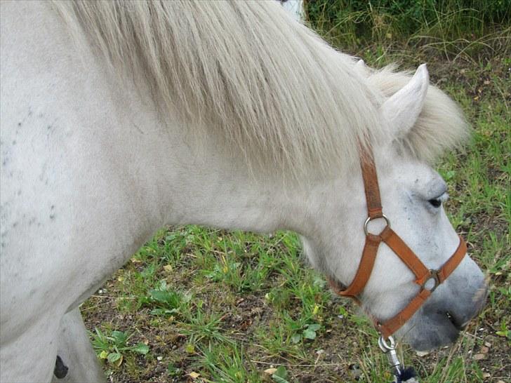 Islænder Tulle <3<3 - Dejlig græs:D billede 7