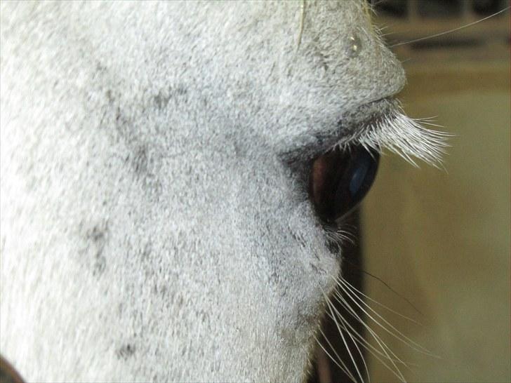 Islænder Tulle <3<3 - :) billede 8