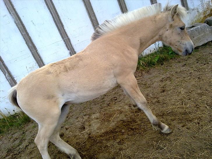 Fjordhest mercedes billede 15