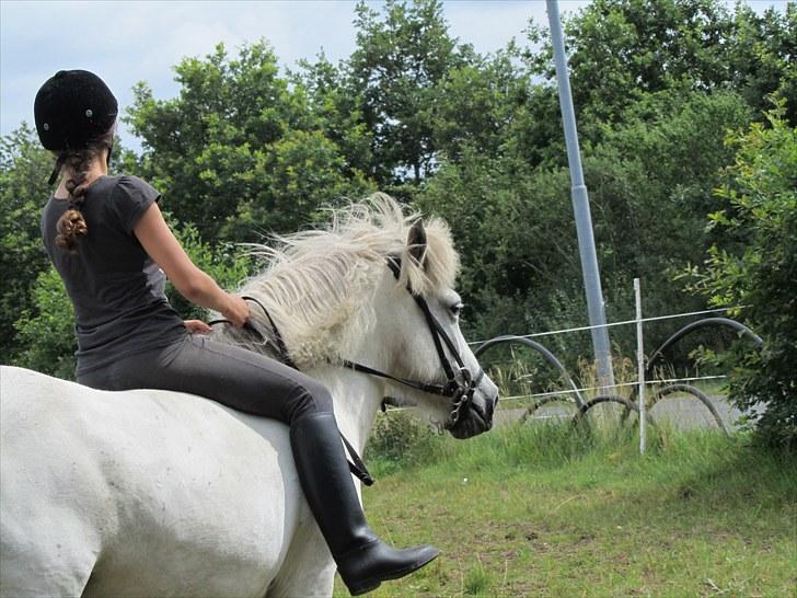 Islænder Tulle <3<3 - Trav:D synes faktisk det er et godt billede:) Det er min lillesøs på 7 der har taget det :D!! billede 9