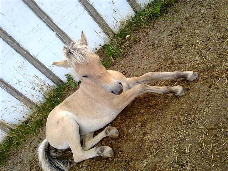 Fjordhest mercedes billede 16