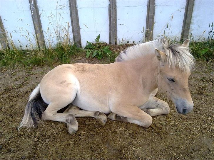 Fjordhest mercedes billede 17